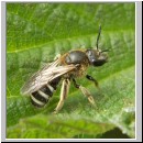 Lasioglossum leucozonium - Furchenbiene w01.jpg